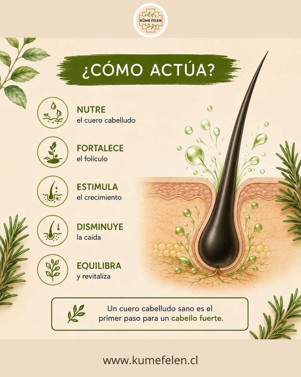 Shampoo y Acondicionador Anticaída Natural Küme Felen